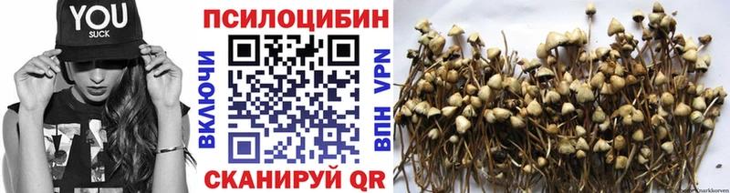 Галлюциногенные грибы Psilocybine cubensis  купить   Александров 